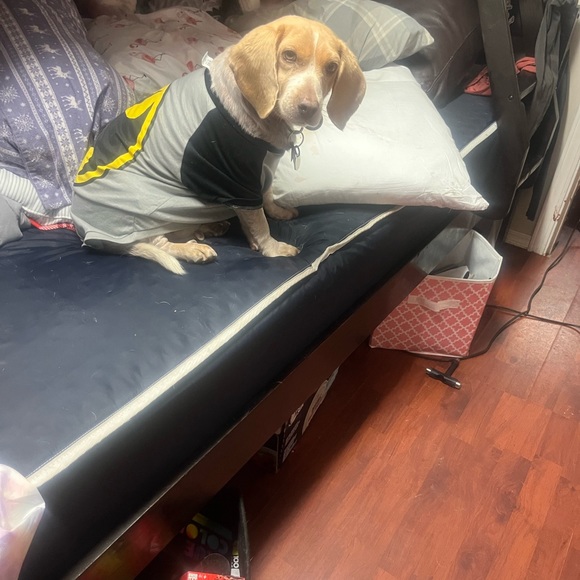 Mystery dog jacket package waterproof coats 15 to 55 pound dogs $699 shipping - Picture 3 of 10